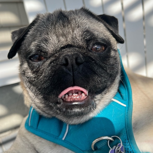 Meet the Posher - Picture 2 of 3